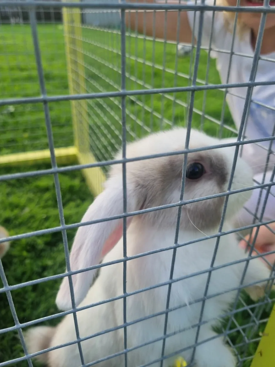 Lop eared rabbits - Image 2