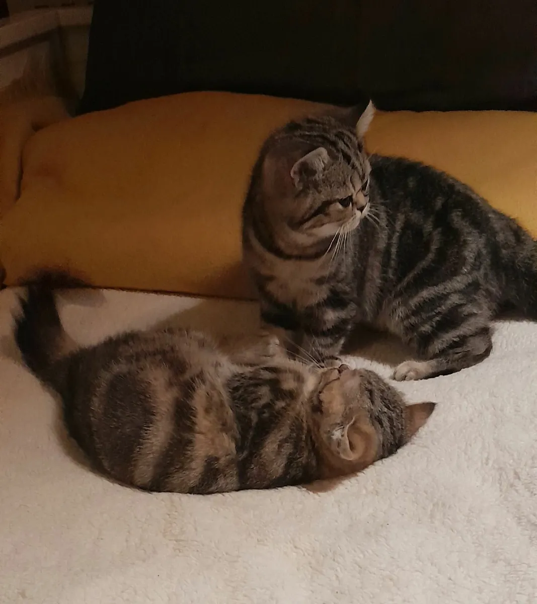 Persian Napoleon minuets - Image 2