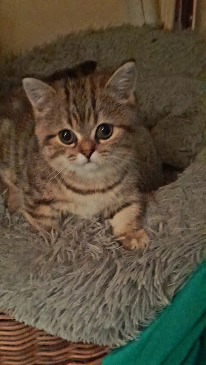 Persian Napoleon minuets - Image 3