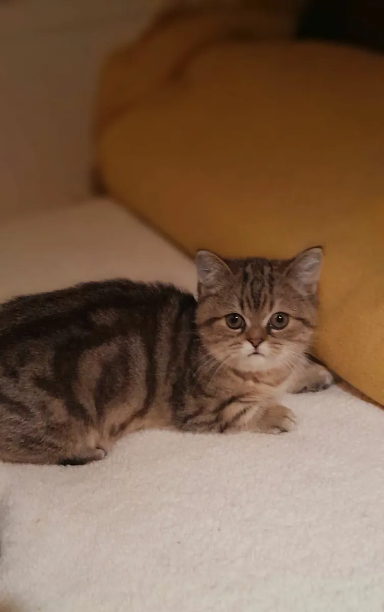 Persian Napoleon minuets - Image 1