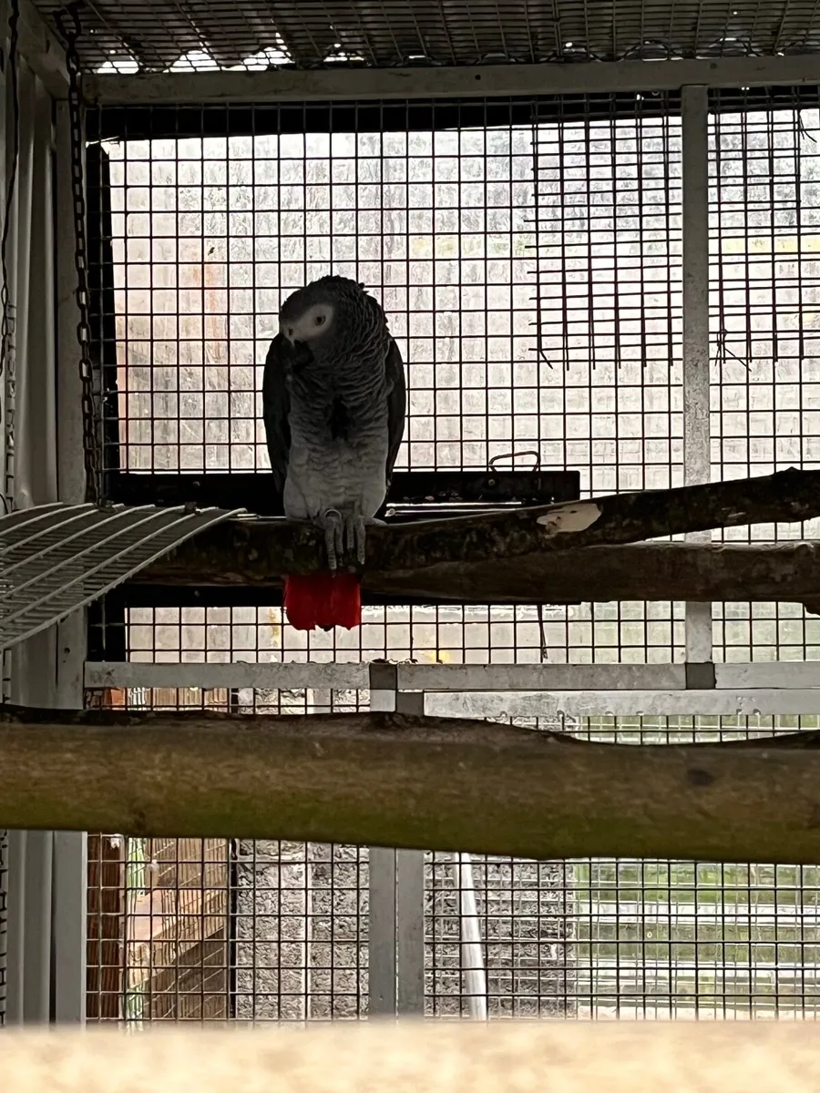 African greys - Image 1
