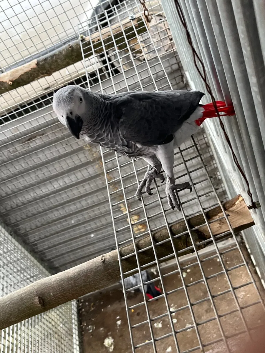 African greys - Image 2