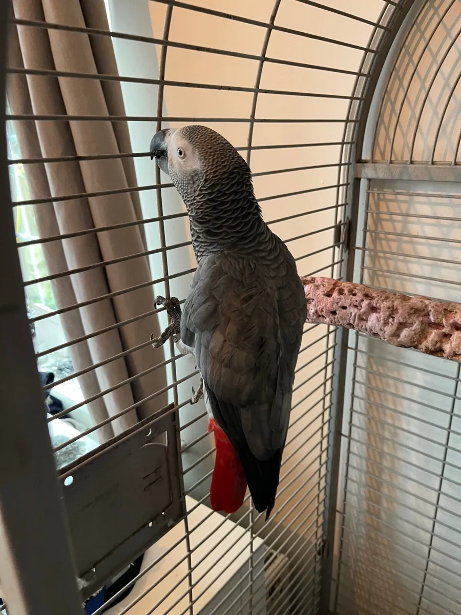 African greys - Image 3