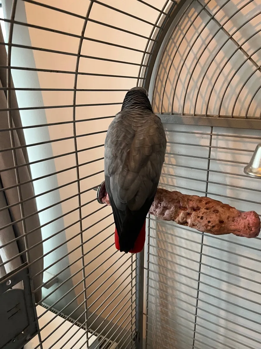 African greys - Image 4