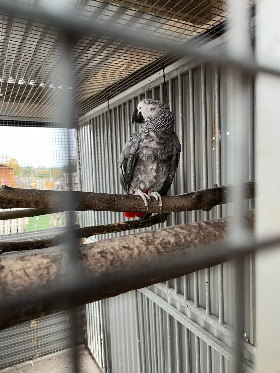 African grey