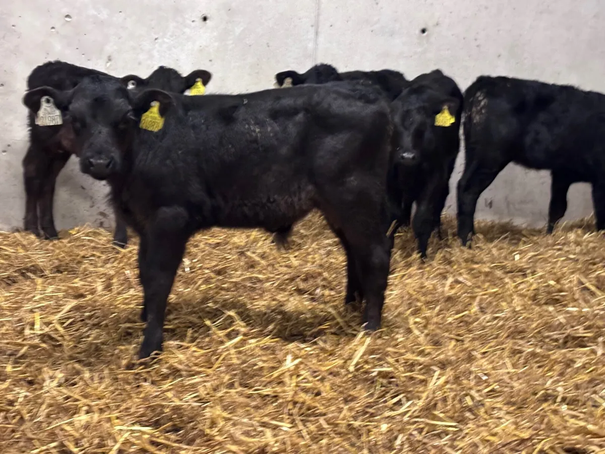 7 ABERDEEN ANGUS CALVES FOR SALE - Image 2