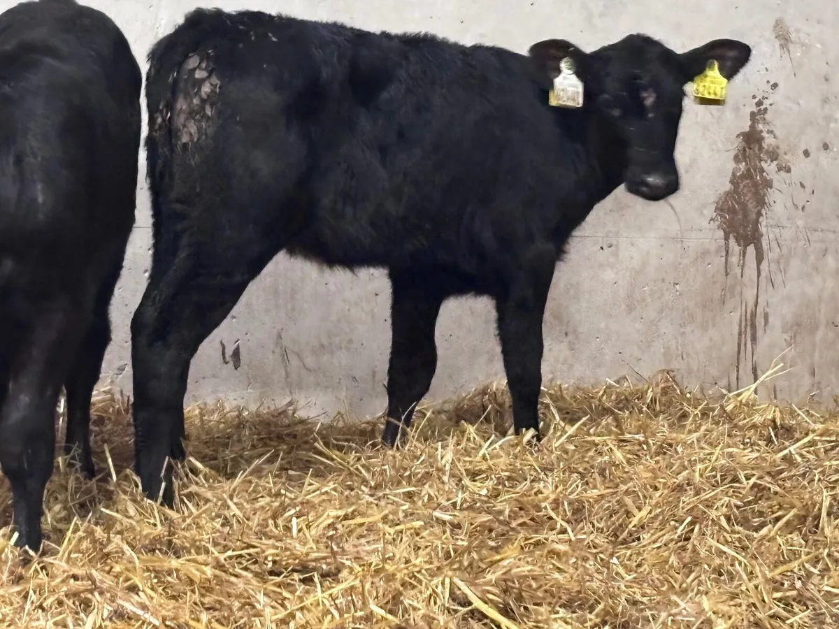 7 ABERDEEN ANGUS CALVES FOR SALE - Image 3