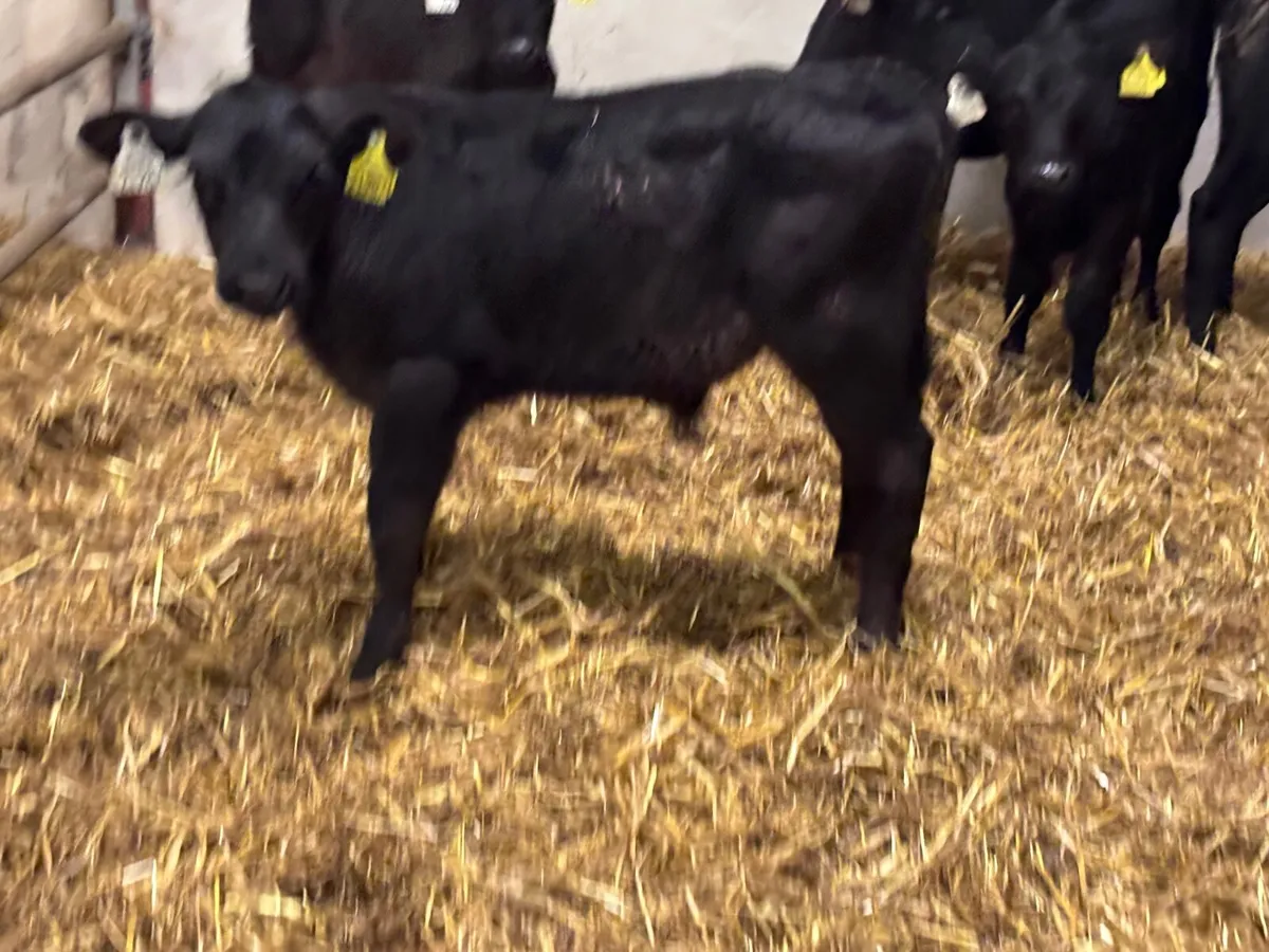 7 ABERDEEN ANGUS CALVES FOR SALE - Image 4