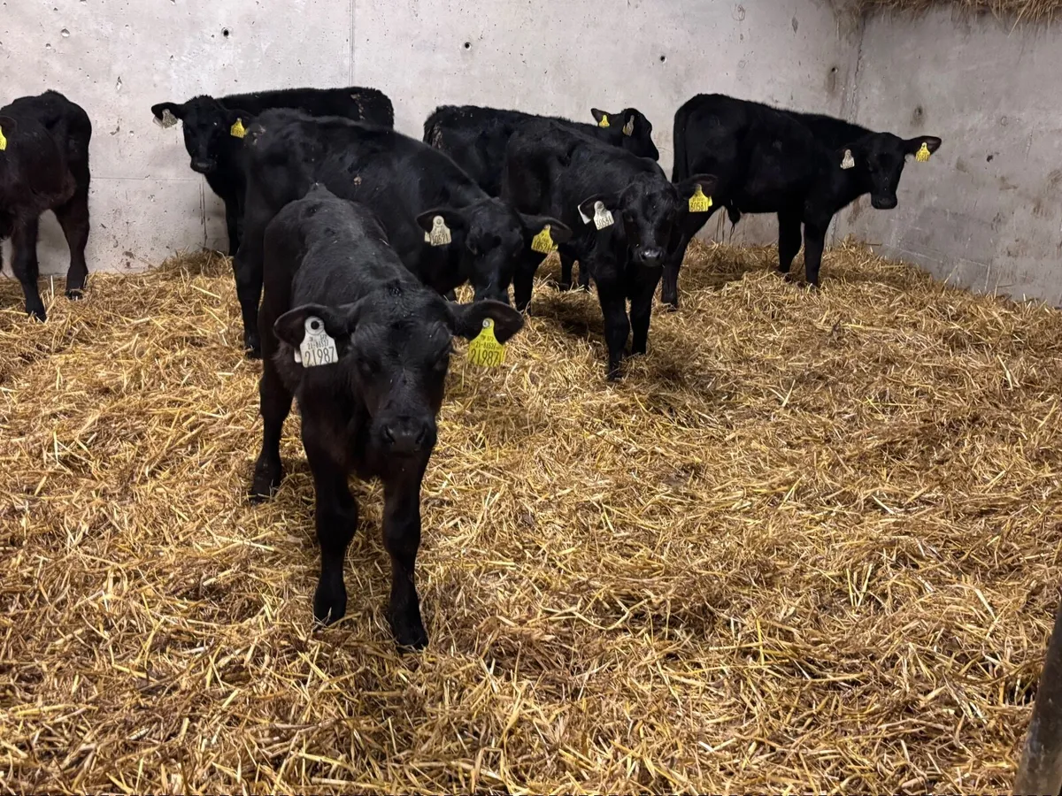 7 ABERDEEN ANGUS CALVES FOR SALE - Image 1