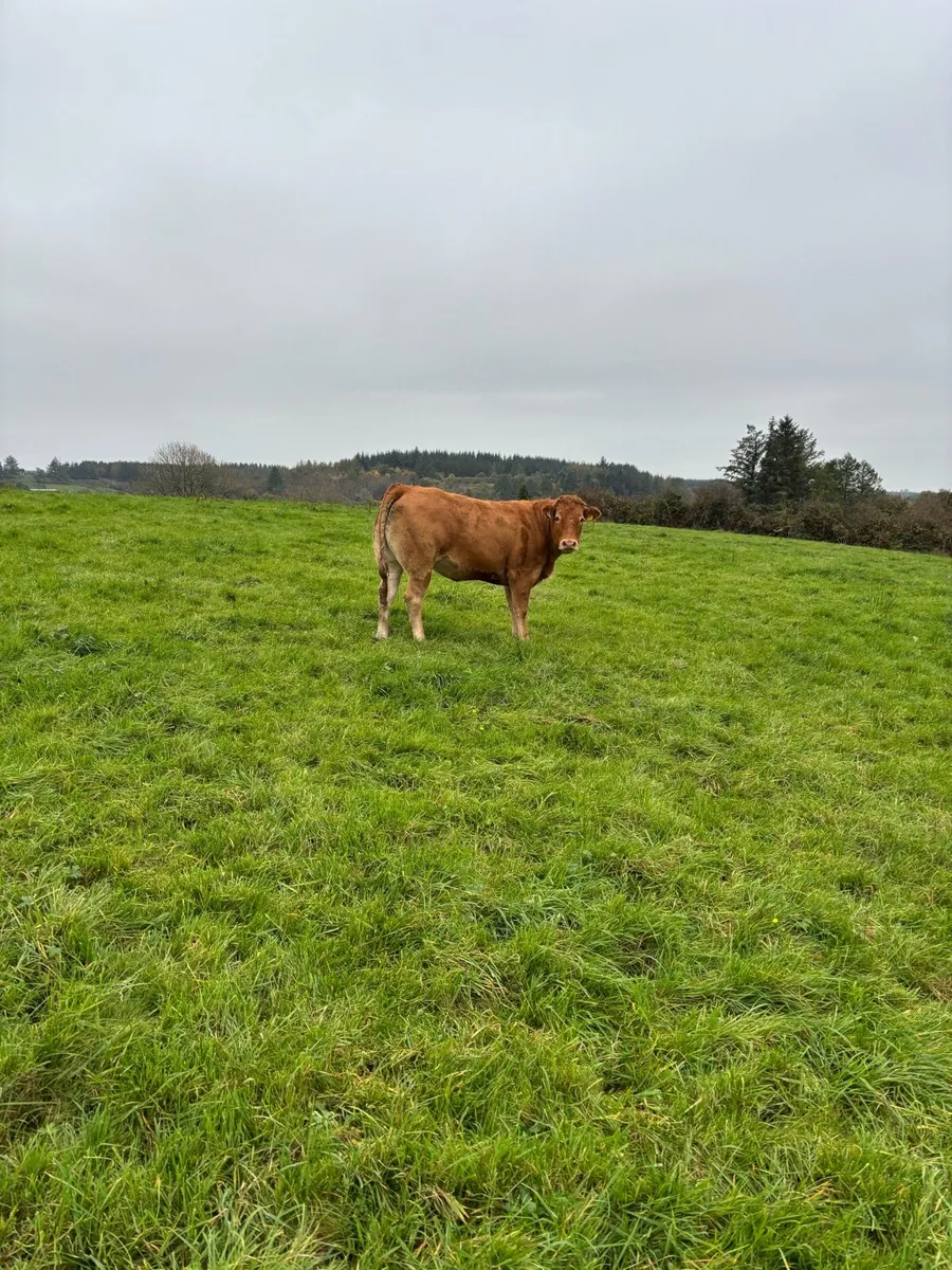 Incalf heifer - Image 2