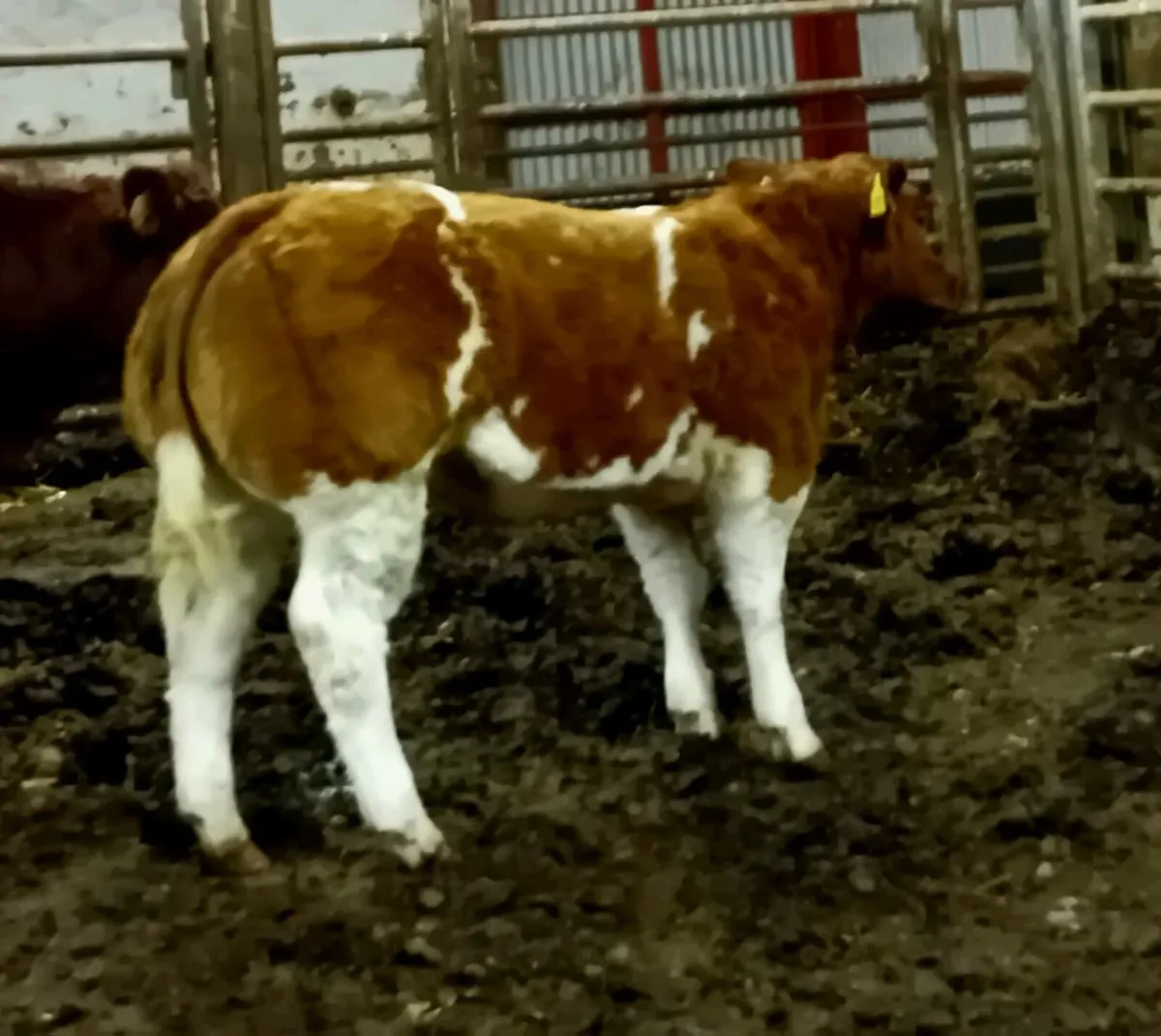 Show Heifer Calf - Image 1