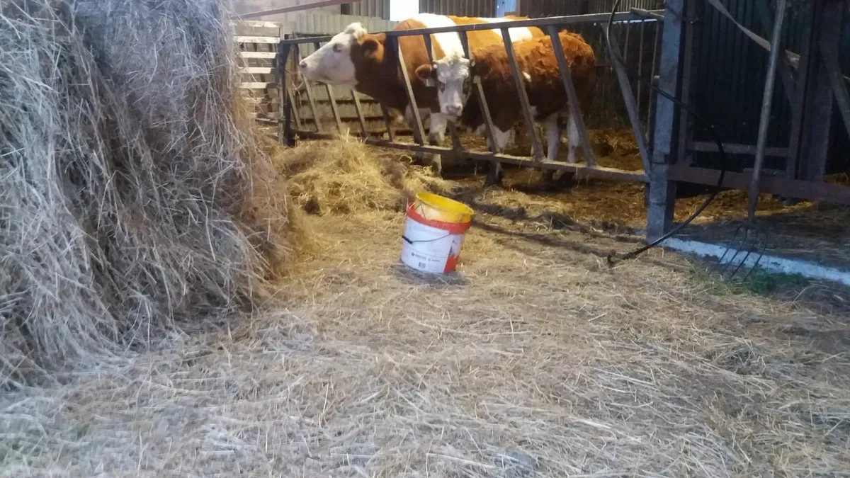 "     SMASHING   PAIR   TULLAMORE MART  20thOCT"