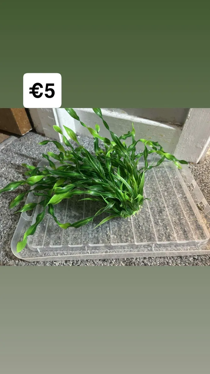 Fish accessories - Image 2