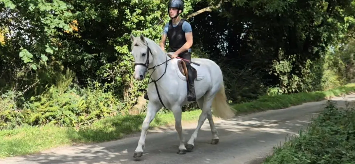 7 yr old Connemara gelding - Image 1