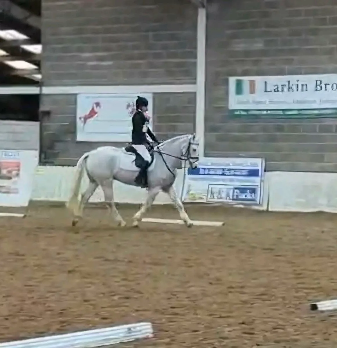 7 yr old Connemara gelding - Image 2
