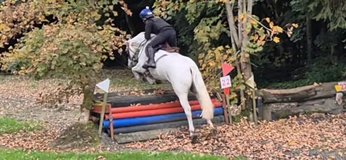 7 yr old Connemara gelding - Image 3