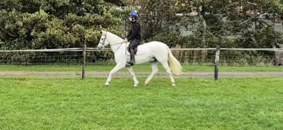 7 yr old Connemara gelding - Image 4
