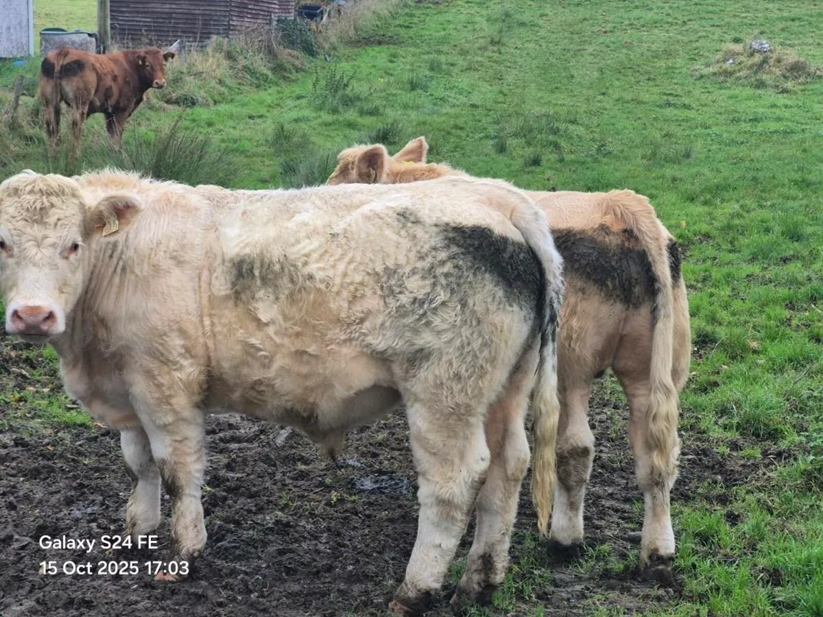 Bullocks - Image 2