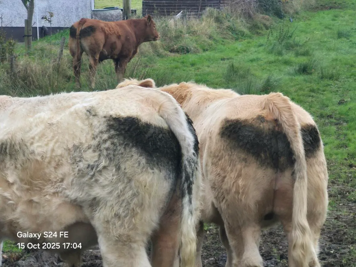 Bullocks - Image 3