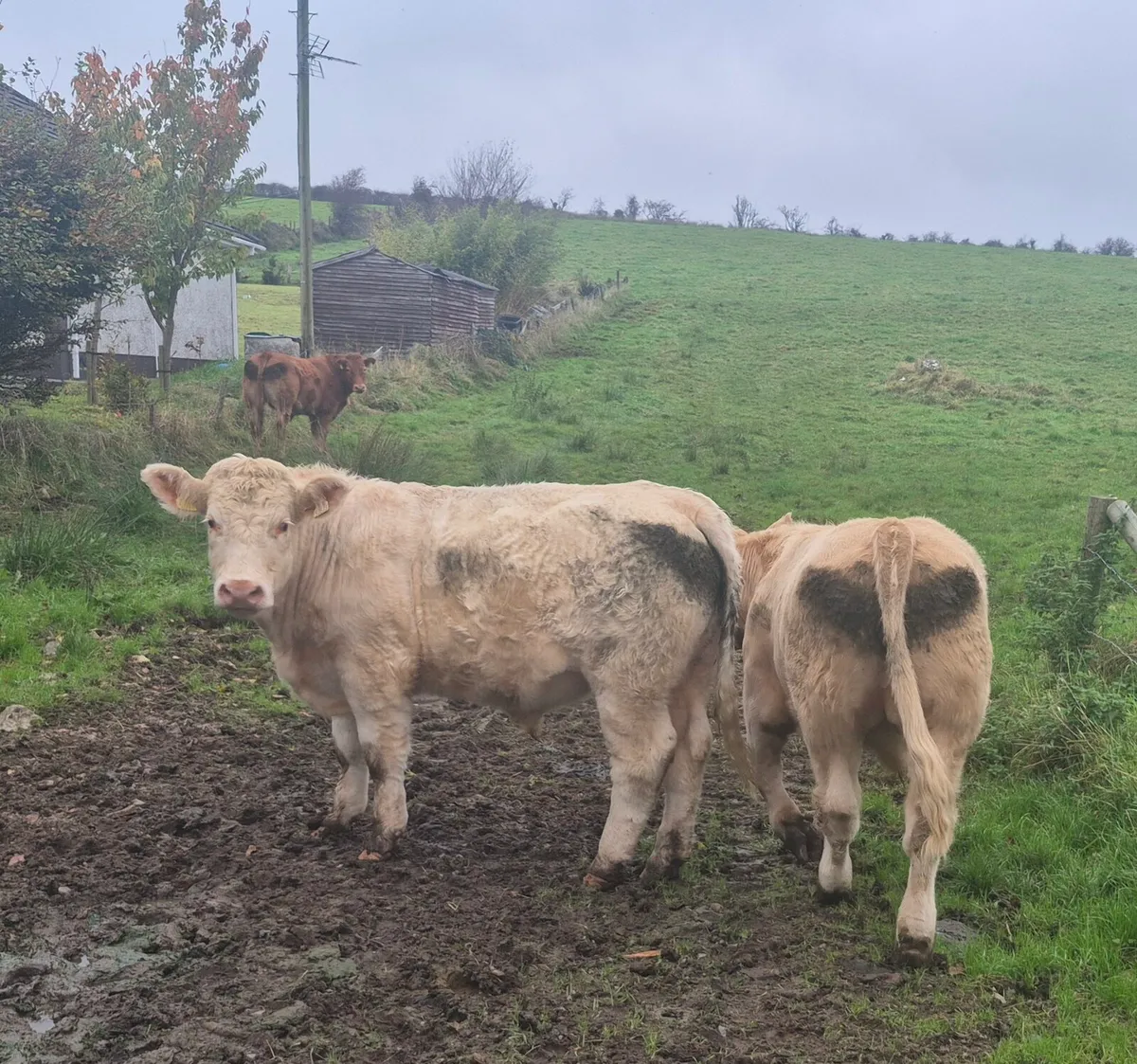 Bullocks - Image 4