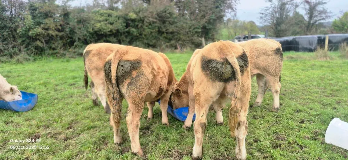 Bullocks - Image 1