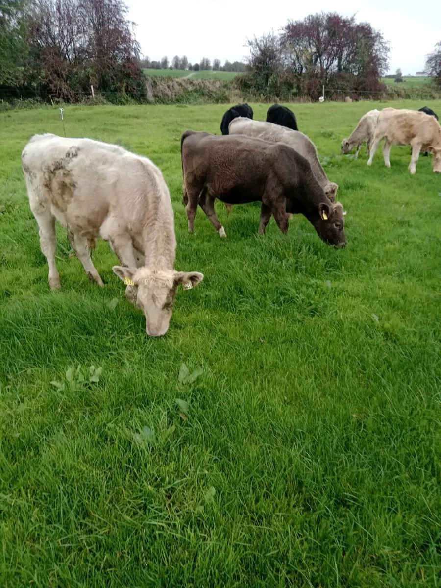 7 CH Weanlings - Image 1