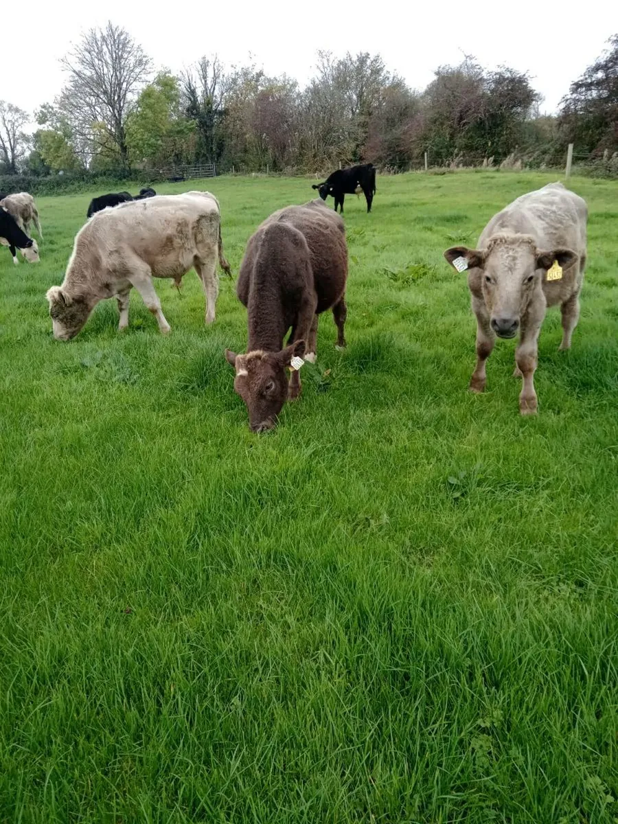 7 CH Weanlings - Image 2
