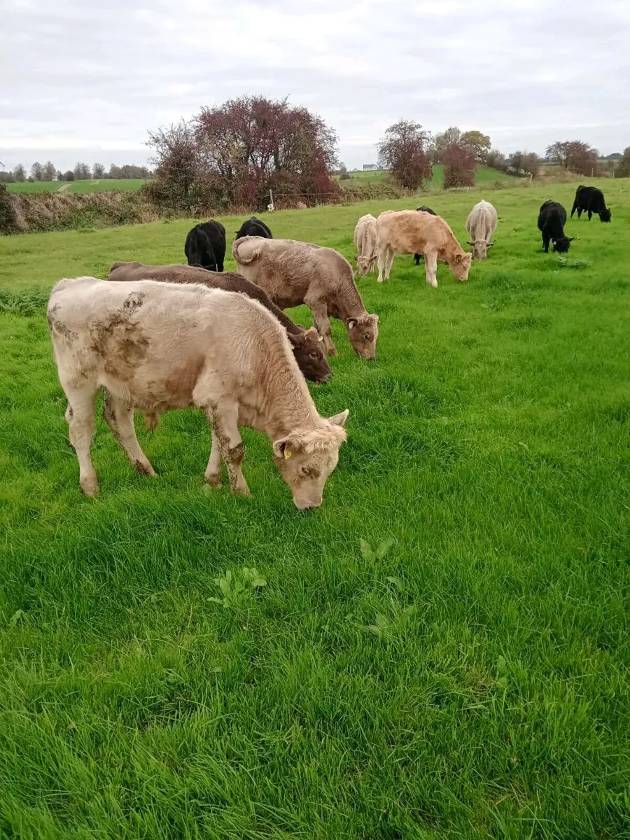 7 CH Weanlings - Image 3