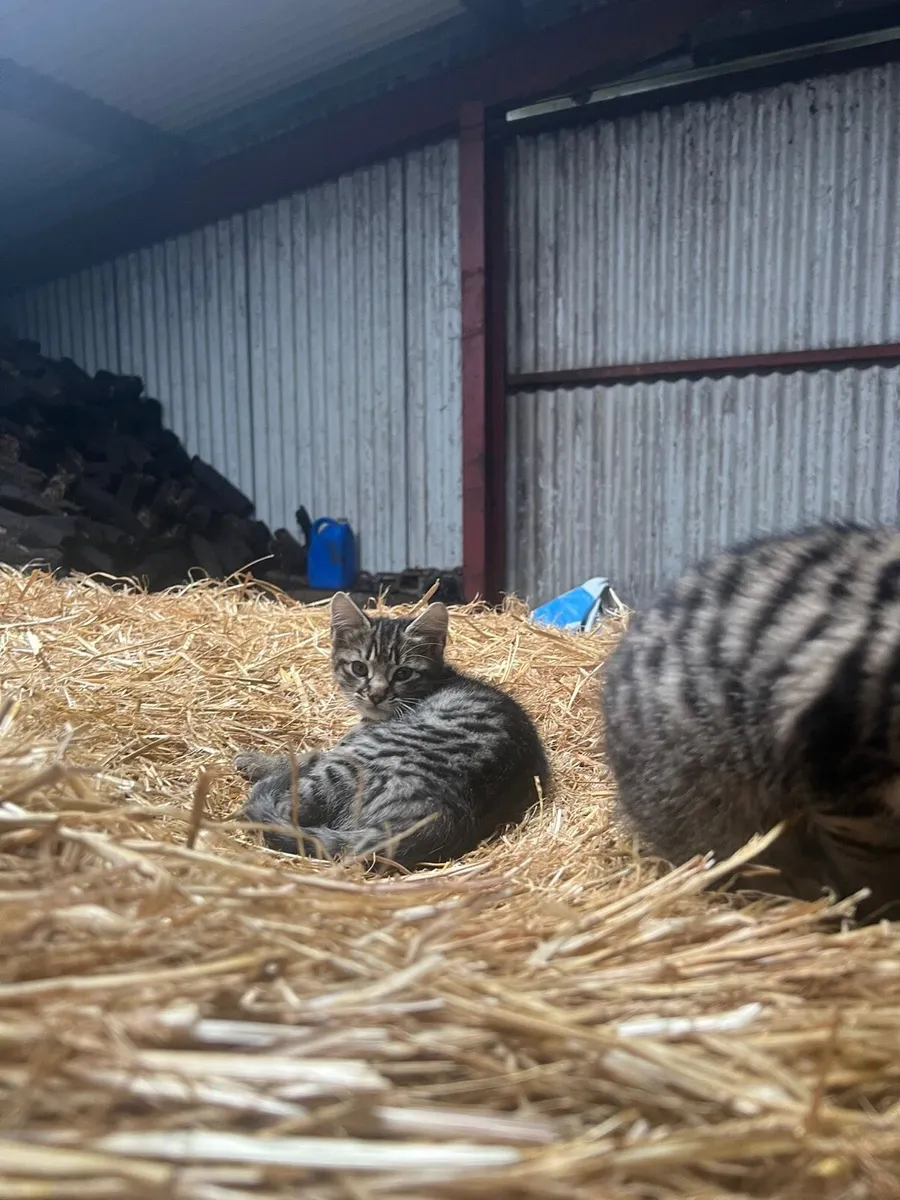 Kittens - Image 1