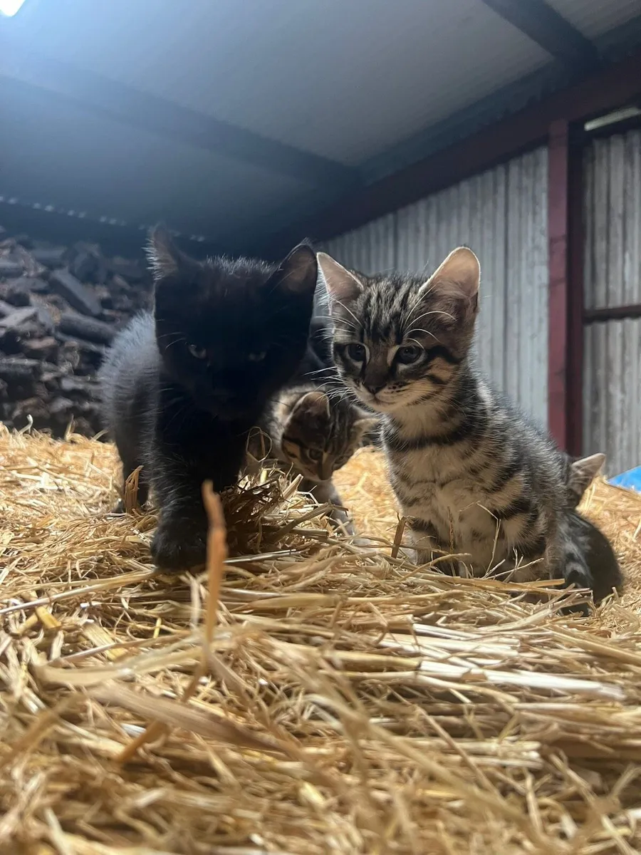 Kittens - Image 2
