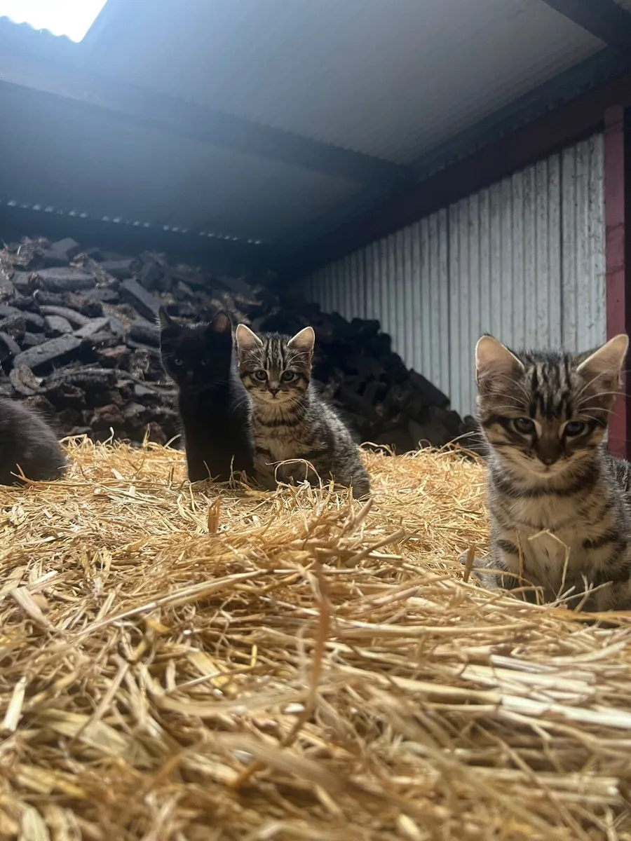 Kittens - Image 3