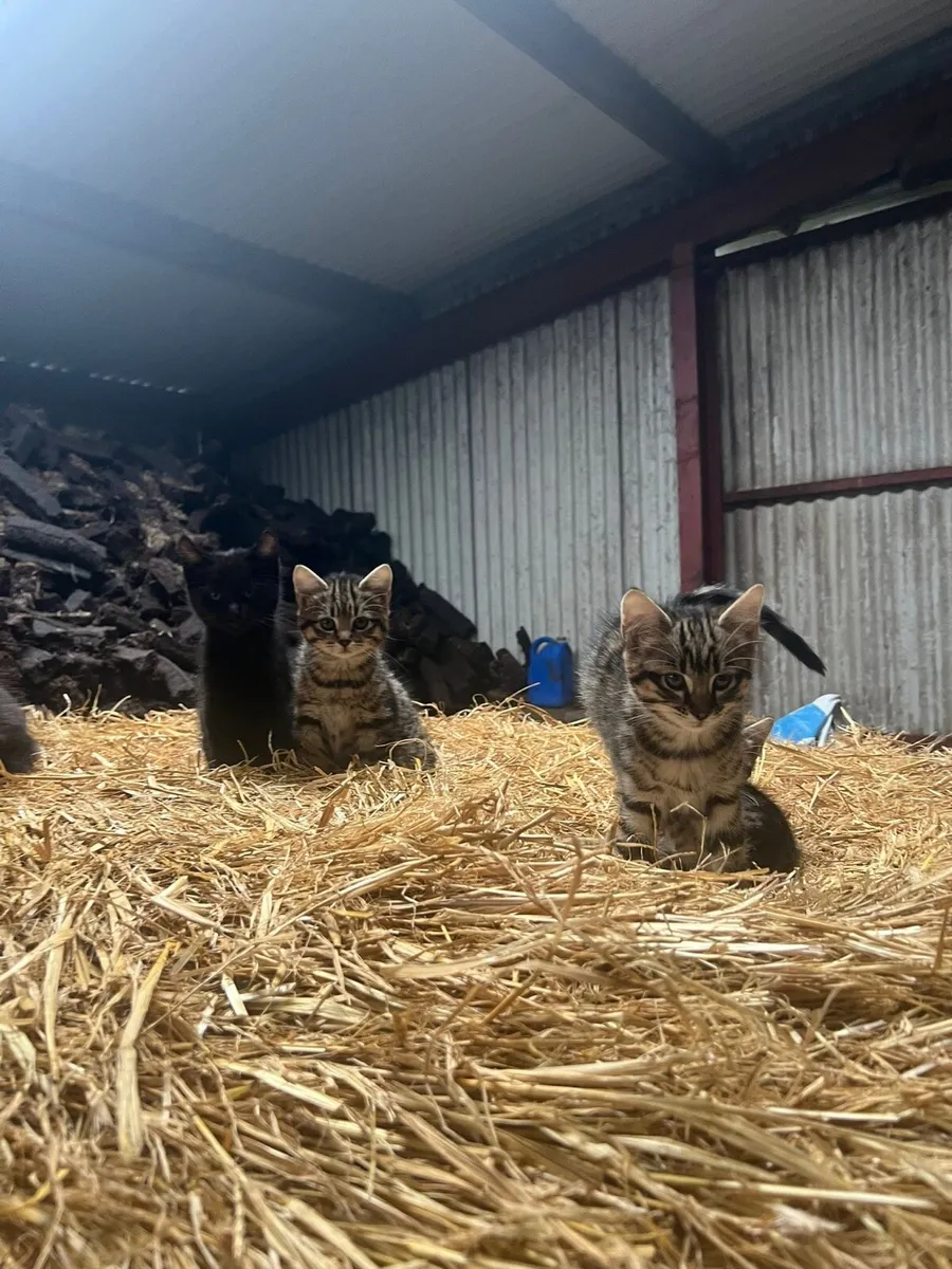 Kittens - Image 4