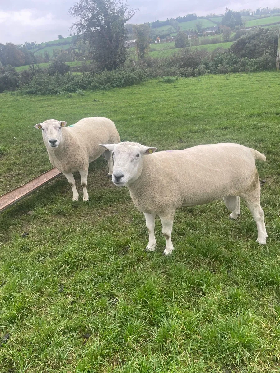 Breeding  rams - Image 1