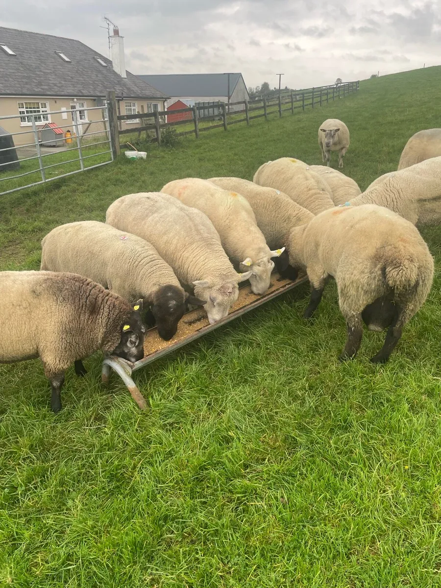 Breeding  rams - Image 2