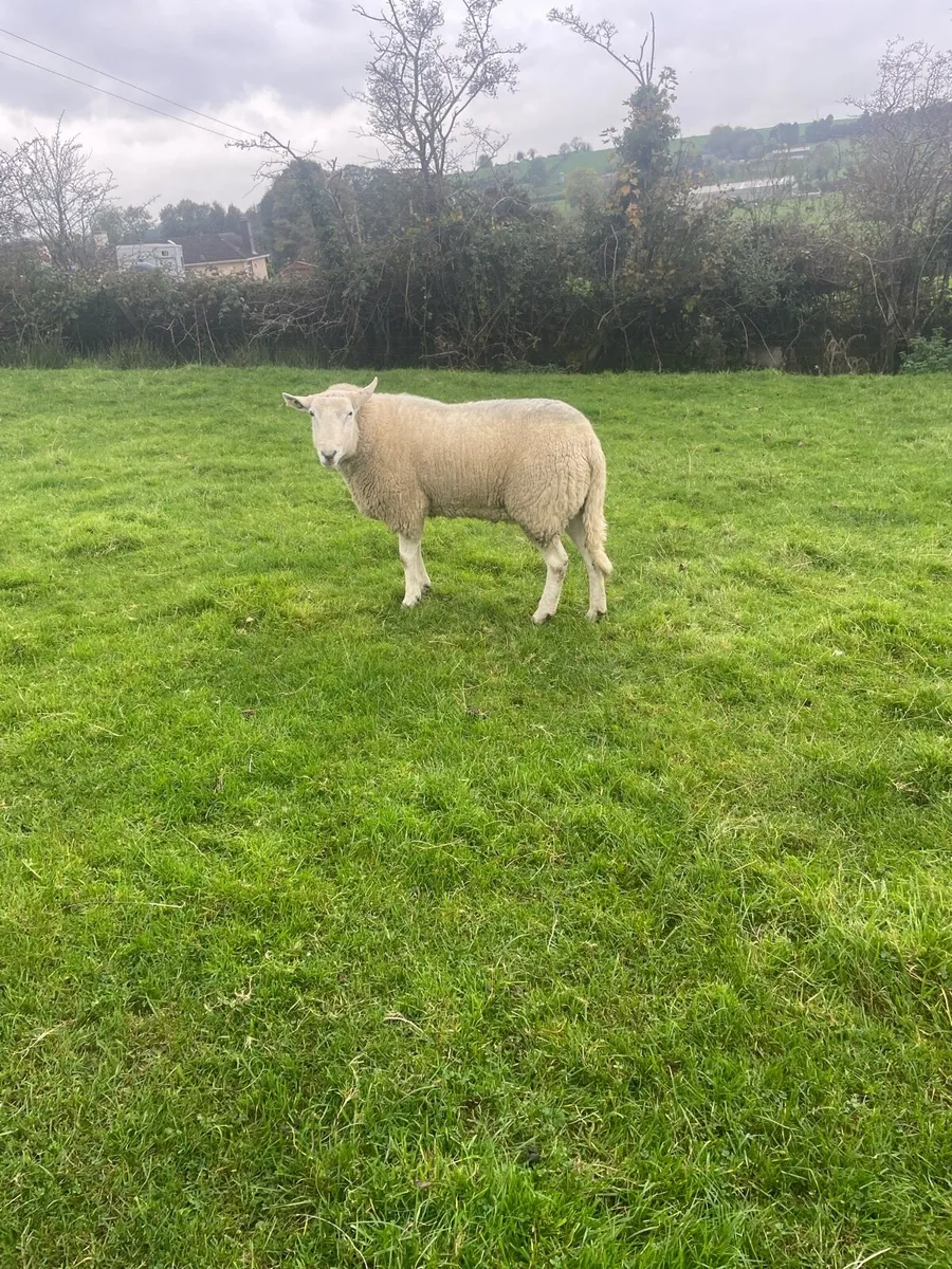 Breeding  rams - Image 3