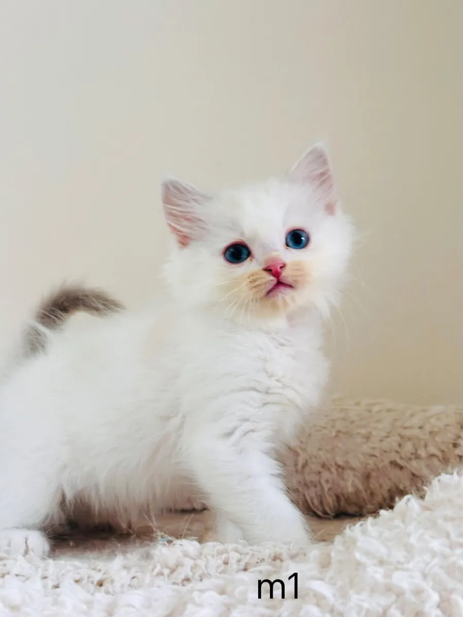 Ragdoll kittens - Image 2