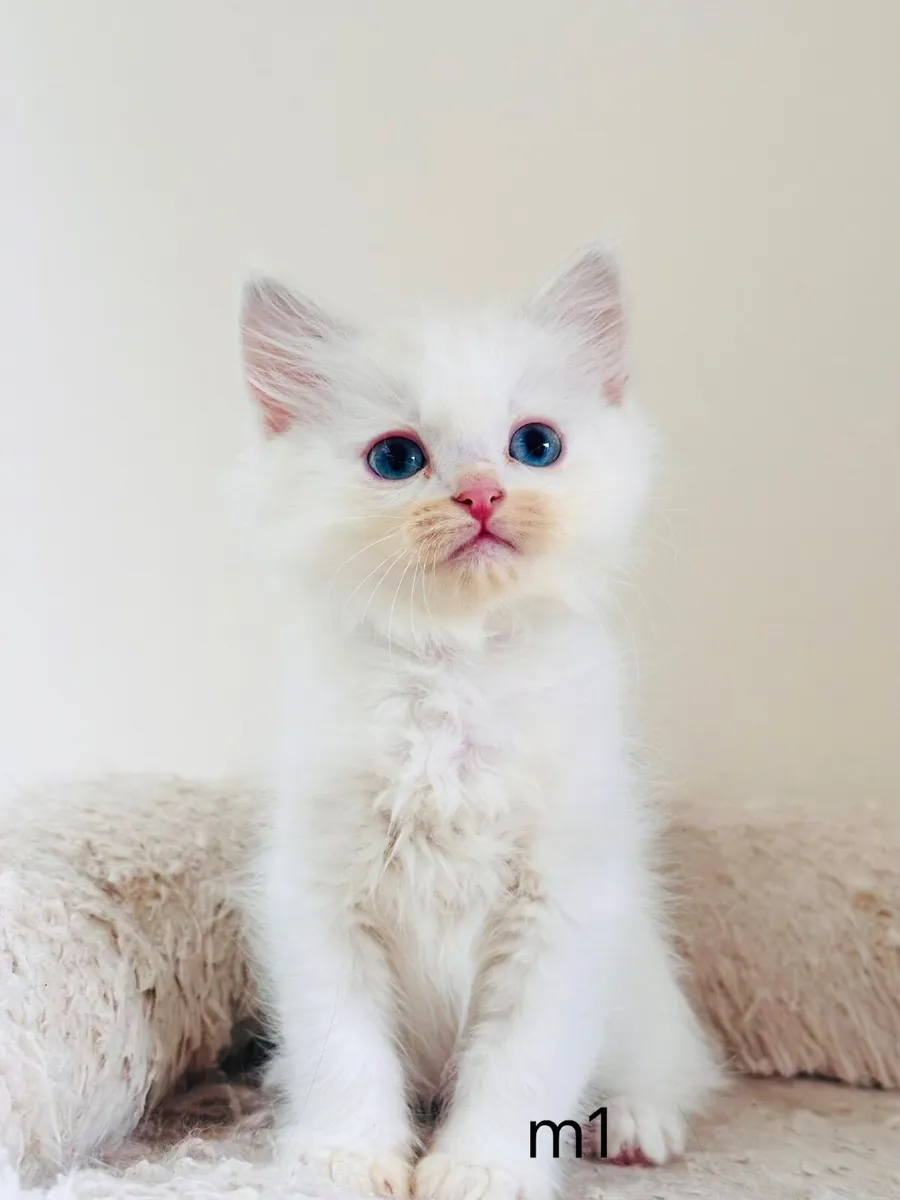 Ragdoll kittens - Image 3