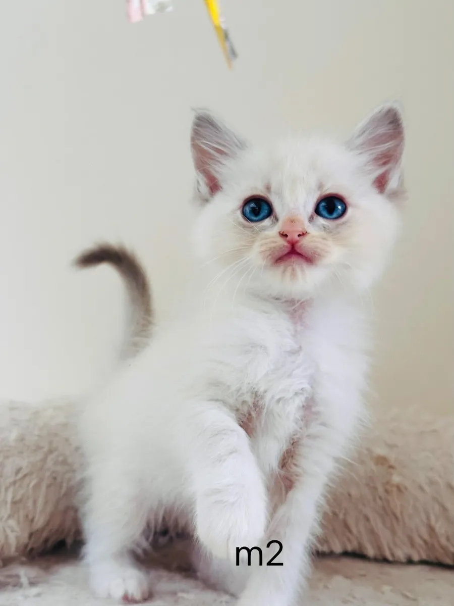 Ragdoll kittens - Image 1
