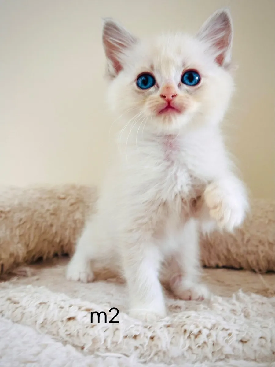 Ragdoll kittens - Image 4