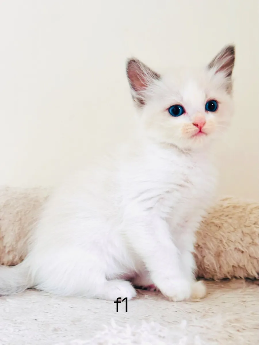 Ragdoll kittens - Image 1