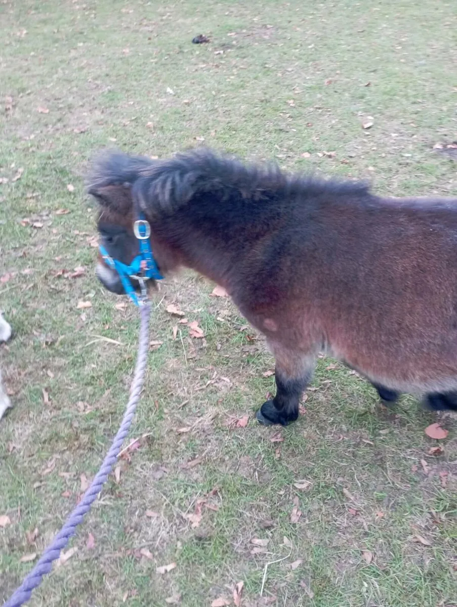Pony - Image 1