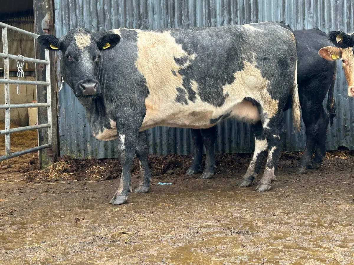 2 smashing blue grey incalf  cows - Image 1