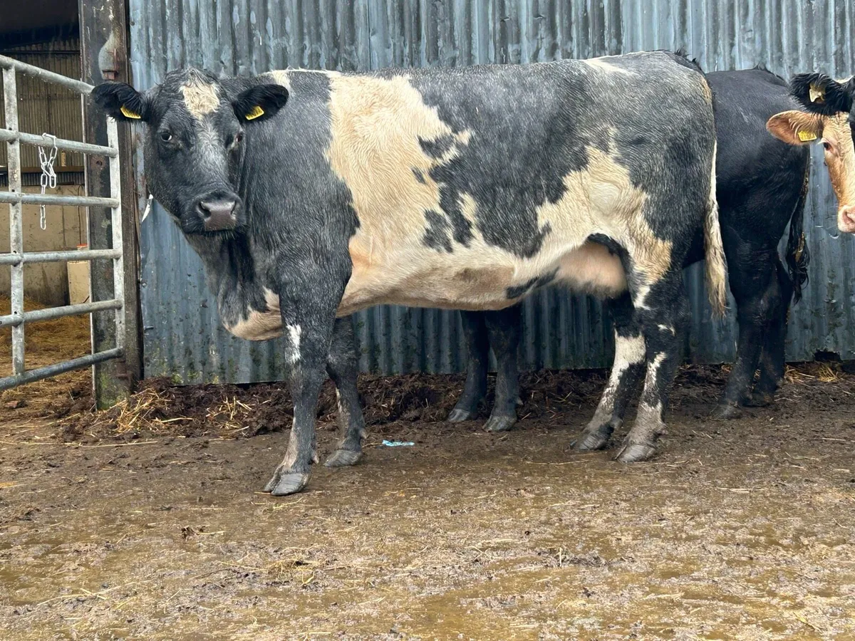 2 smashing blue grey incalf  cows - Image 2