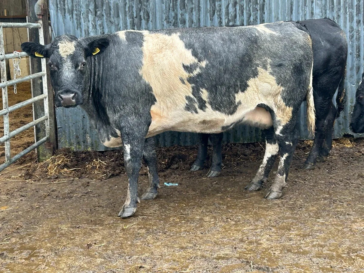 2 smashing blue grey incalf  cows - Image 3