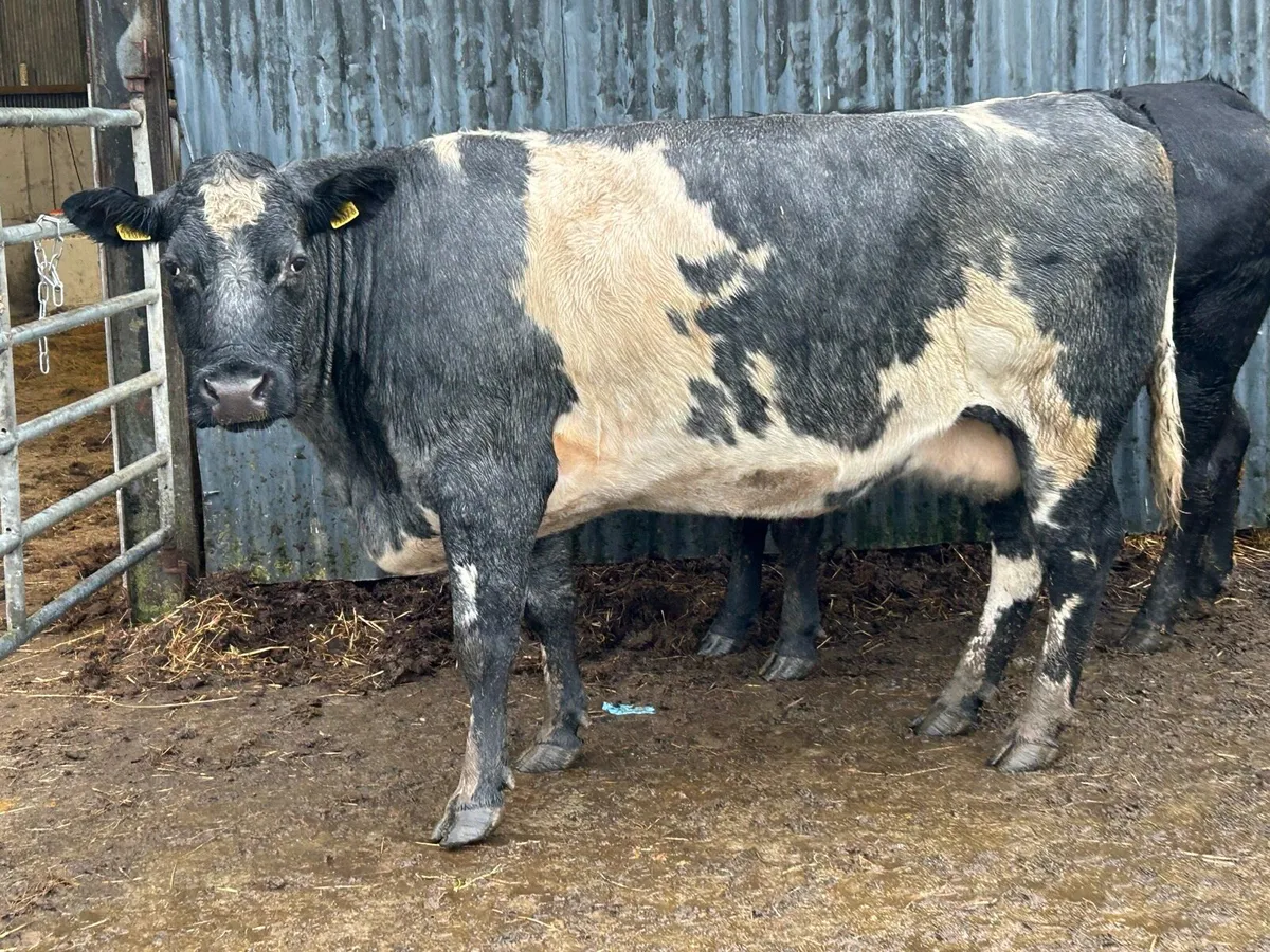 2 smashing blue grey incalf  cows - Image 4