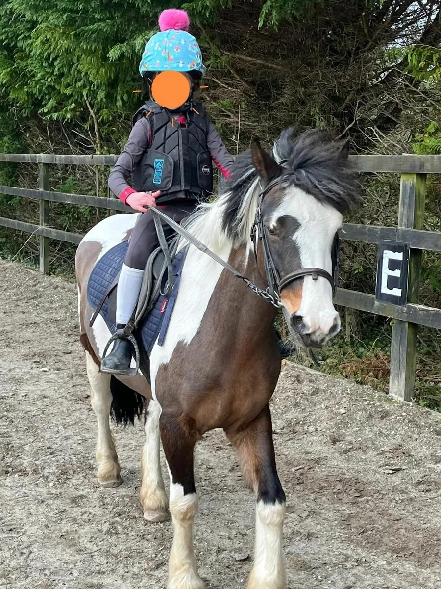 Pony 137cm - Image 1