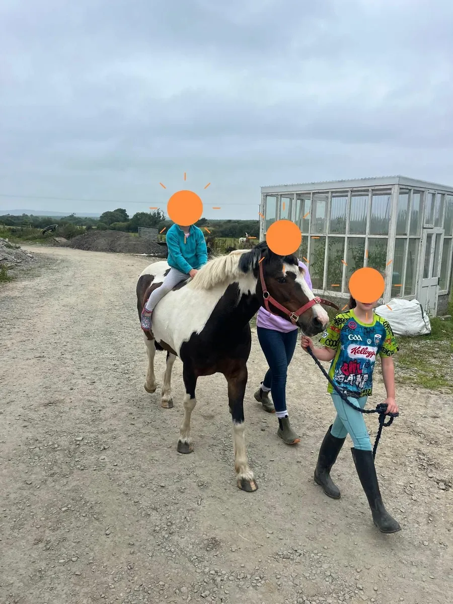 Pony 137cm - Image 2