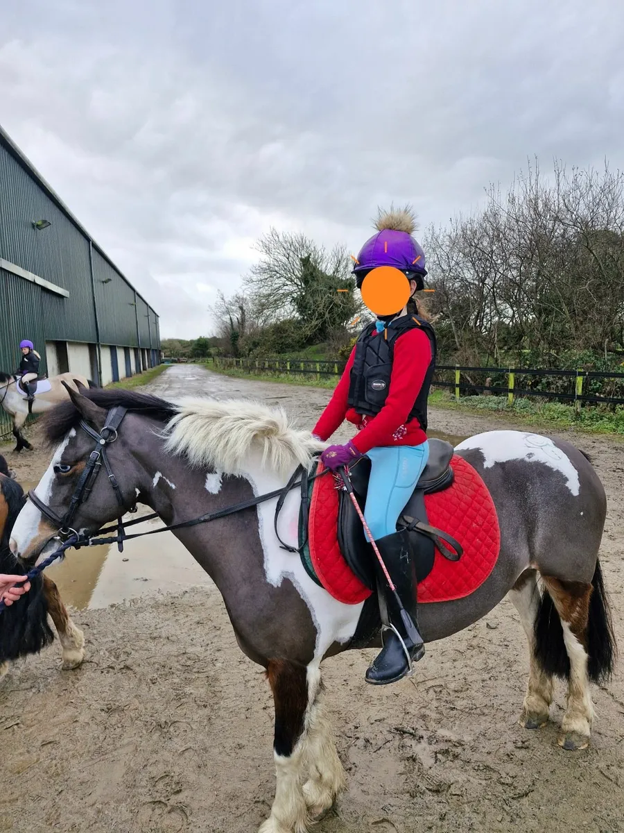 Pony 137cm - Image 3