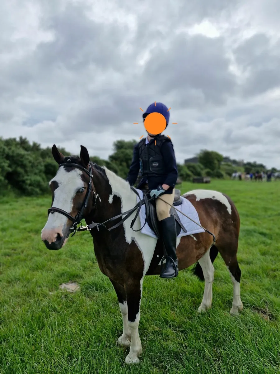 Pony 137cm - Image 4