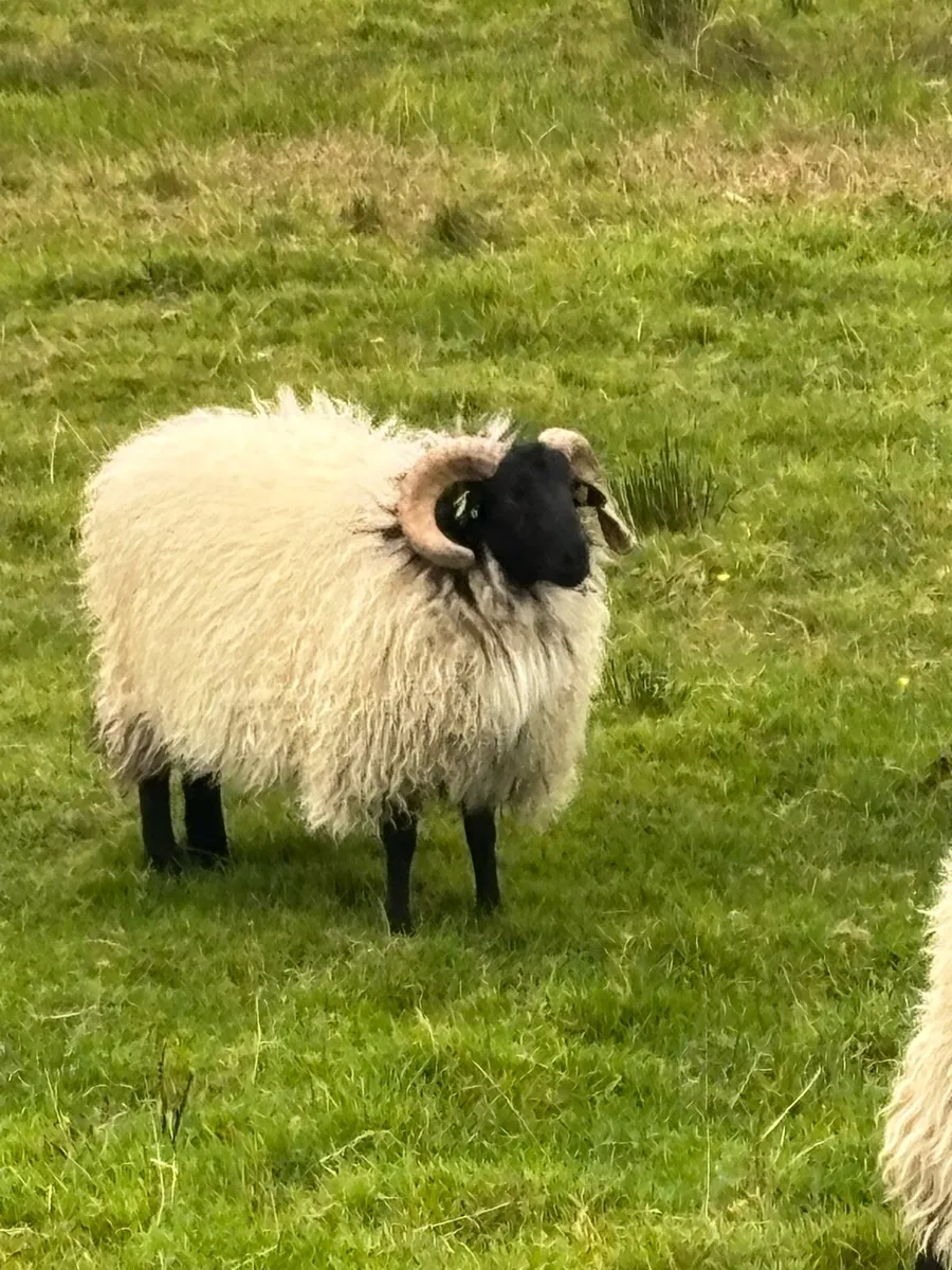 SiS ram lambs - Image 1